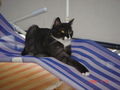 Kater Carlo 41724840