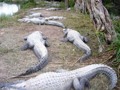 Alligatorfarm 32476567