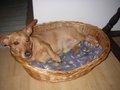 ~*~MeInE hUnD~*~ 11227650