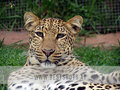 Leoparden 27954945