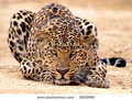 Leoparden 27954947