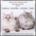 Katzen 28048150