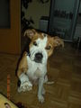 mei liaba Hund die Chayenne 45495349