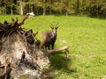 **Wildpark Grünau** 38070072