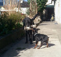 Mein Zwergpinscher "Ares" 27996067