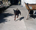 Mein Zwergpinscher "Ares" 27996071