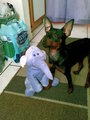 Mein Zwergpinscher "Ares" 27996079