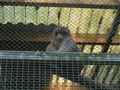 Katzi und Tierpark 38021001