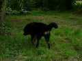 °mei Hundi° 28070601