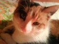 sweet cats... =) 33726642