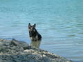 Mein Hund Arras -09.04.1994 - 31.05.2008 1316186