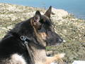 Mein Hund Arras -09.04.1994 - 31.05.2008 2146802