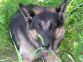 Mein Hund Arras -09.04.1994 - 31.05.2008 941080