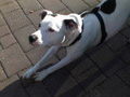 Meine Pitt Bull Lady Lina :D 38056201