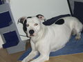 Meine Pitt Bull Lady Lina :D 52941409