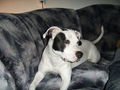 Meine Pitt Bull Lady Lina :D 52942558