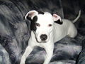 Meine Pitt Bull Lady Lina :D 52942624