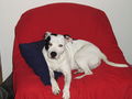 Meine Pitt Bull Lady Lina :D 55438147