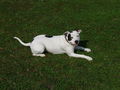 Meine Pitt Bull Lady Lina :D 57253857