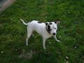 Meine Pitt Bull Lady Lina :D 57253866