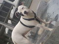 Meine Pitt Bull Lady Lina :D 65800712