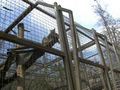 Tierpark Haag 37179749