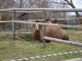 Tierpark Pöstlingberg 33143719