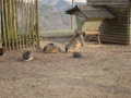 Wildpark Altenfelden 34091139