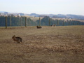 Wildpark Altenfelden 34091149