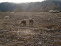 Wildpark Altenfelden 34091422