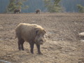 Wildpark Altenfelden 34091435