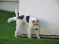 °MeI FoxTeRrIeR° 28541956