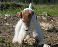 °MeI FoxTeRrIeR° 28542012