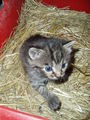 Süsse Katzenbabys 51986548