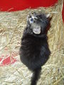 Süsse Katzenbabys 51986569