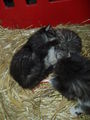 Süsse Katzenbabys 51986693