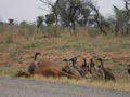 Botswana, Namibia, Südafrika 32510855