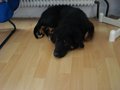 Unsere Tiere 28040368