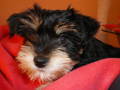 SCHNAUFI (Patenkind) 30894903