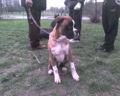 Billy und andere Hunde oder Tiere 30579395