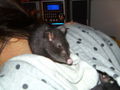 meine ratten 36965760