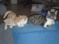 unsere katzen 34186474