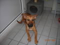 hund 41734786