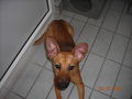 hund 41734868