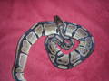 Snake_Breeder - Fotoalbum