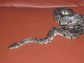 Snake_Breeder - Fotoalbum