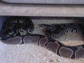 Snake_Breeder - Fotoalbum