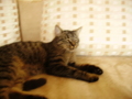 My cat 29826208