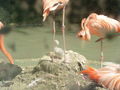 Ausflug Tiergarten Schönbrunn 41987243