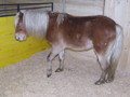 Unsere Ponys 33022855